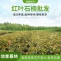 工程道路齐全绿化石楠