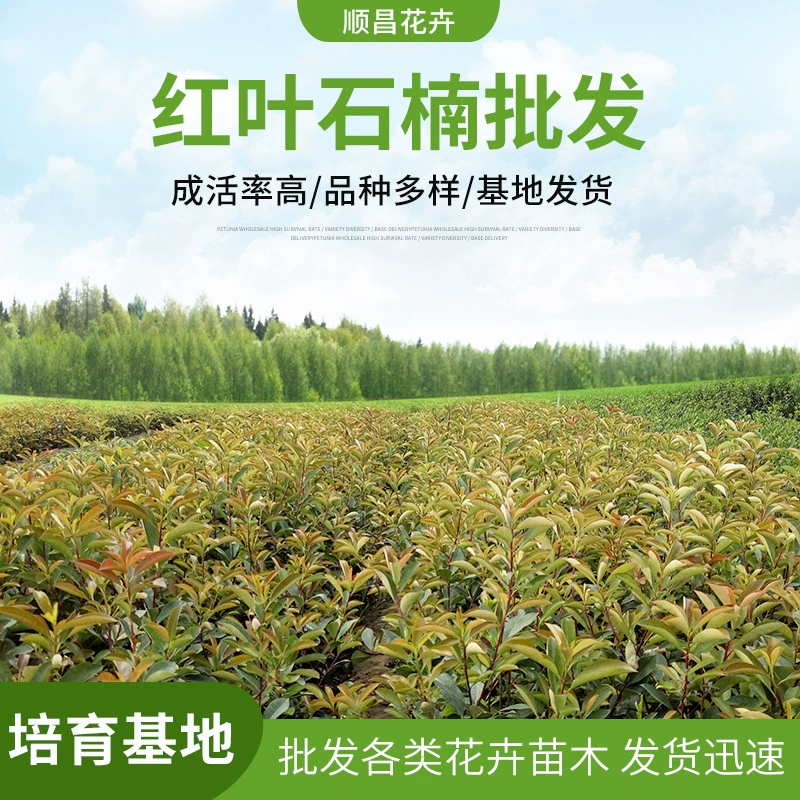 Фотиния fraseri Road Community проект озеленение саженцев изгороди декоративные Фотиния fraseri вечнозеленые саженцы во все сезоны