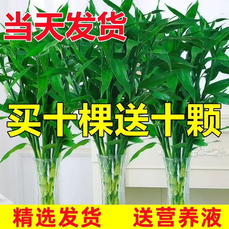 Богатые бамбуковые гидропонные растения, цветы и зеленые растения для гостиной, комнатные горшечные растения, бамбук Гуаньинь с корнями, переносной бамбук, бамбук удачи.