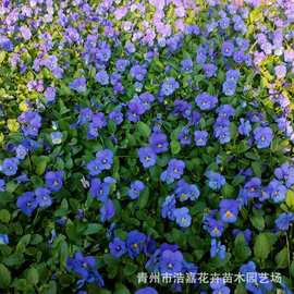 三色堇批发基地 公园绿化三色堇价格  宿根三色堇草花图片