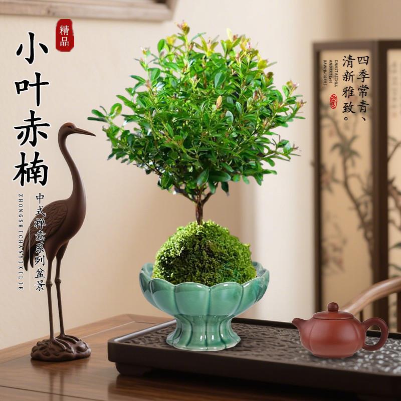 小叶赤楠盆栽苔藓球老桩办公室内阳台花卉绿植盆栽四季桌面植物