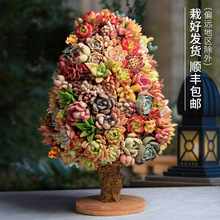 多肉花环 多肉花环品牌 图片 价格 多肉花环批发 阿里巴巴