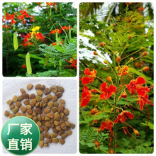 ���l�ļ����N�������޸�����P�N��͐�����P͐�s���t�����N��