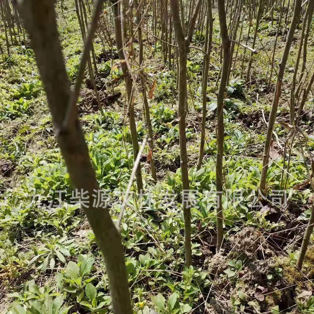 [Оптом] Саженцы гинкго, саженцы гинкго, 2cm гинкго, 10cm гинкго, 30cm