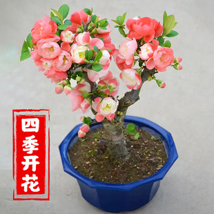 Four-Season Potted Tree Seedlings, Double-Flowered Bonsai, Old Stump Courtyard Green Plants, Indoor Flowering, Cold-Resistant Old Stump Close-Up