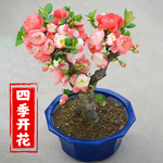 四季花盆栽树苗重瓣花卉盆景老桩庭院绿植物室内开花耐寒老桩特写