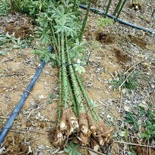 2501���Թ��� ������ľ�� 5-10cm�����l��G�� ��ľֲ�九�;G��