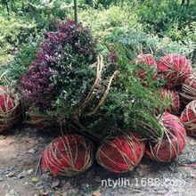 红叶小檗苗 彩色绿篱色块红叶小波苗 庭院绿化苗木常青篱笆植物