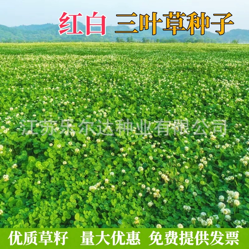 Семена клевера Красные три листа белые три листа семена клевер четыре сезона вечнозеленые и зимостойкие семена травы газон