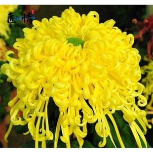 ���¾ս�z��ĵ���տ�ʳ���̨ͥԺ���Ե����ļ��Nֲ���B�׻�ջ�