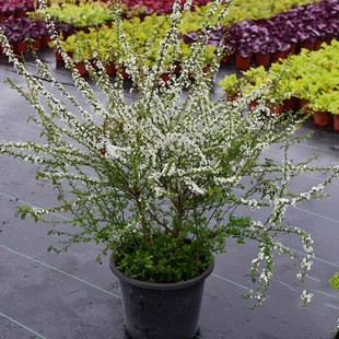 ѩ��ֲ�ѩ�������Ի��ܾGֲ����÷������ͥԺѩ�������ͺ��̨