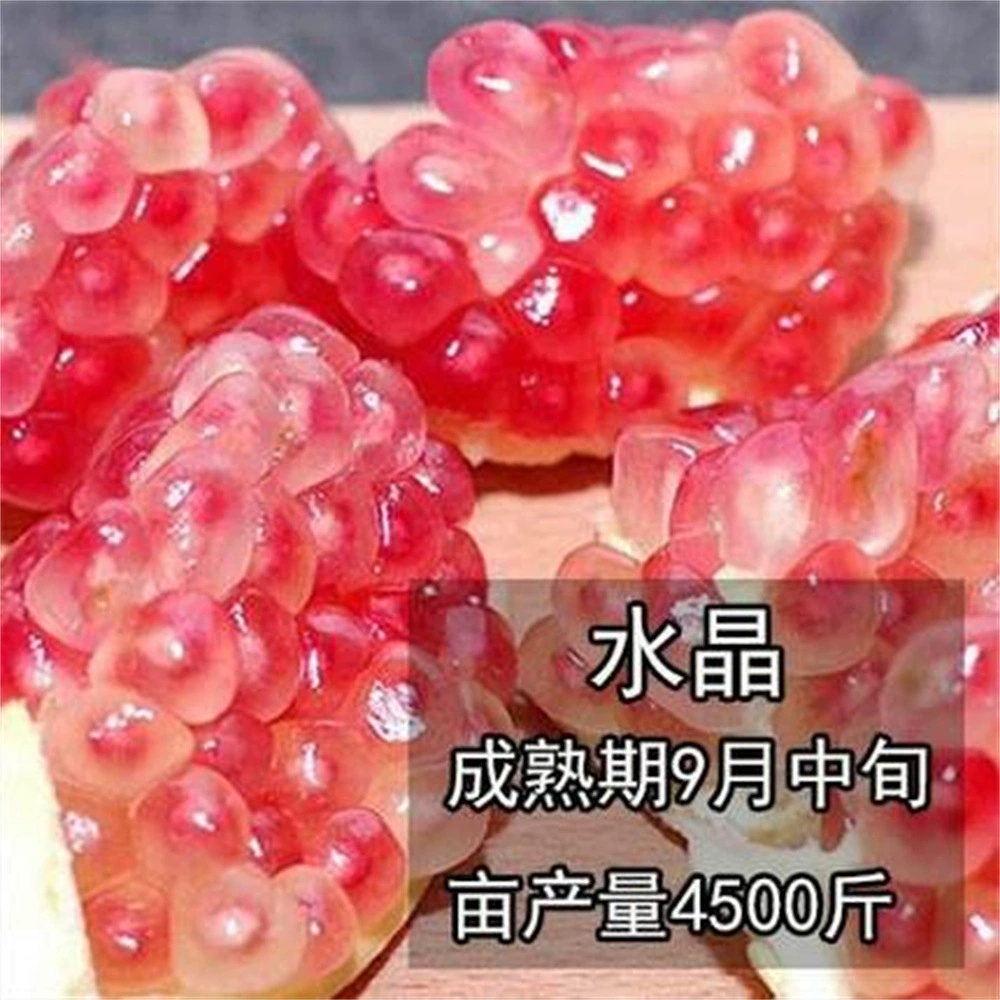 Синьцзян Пиаман Гранат Рассада Мягкие семена Сладкий гранат Рассада Морозостойкий в горшке Север Юг Посадка во дворе Результаты текущего года