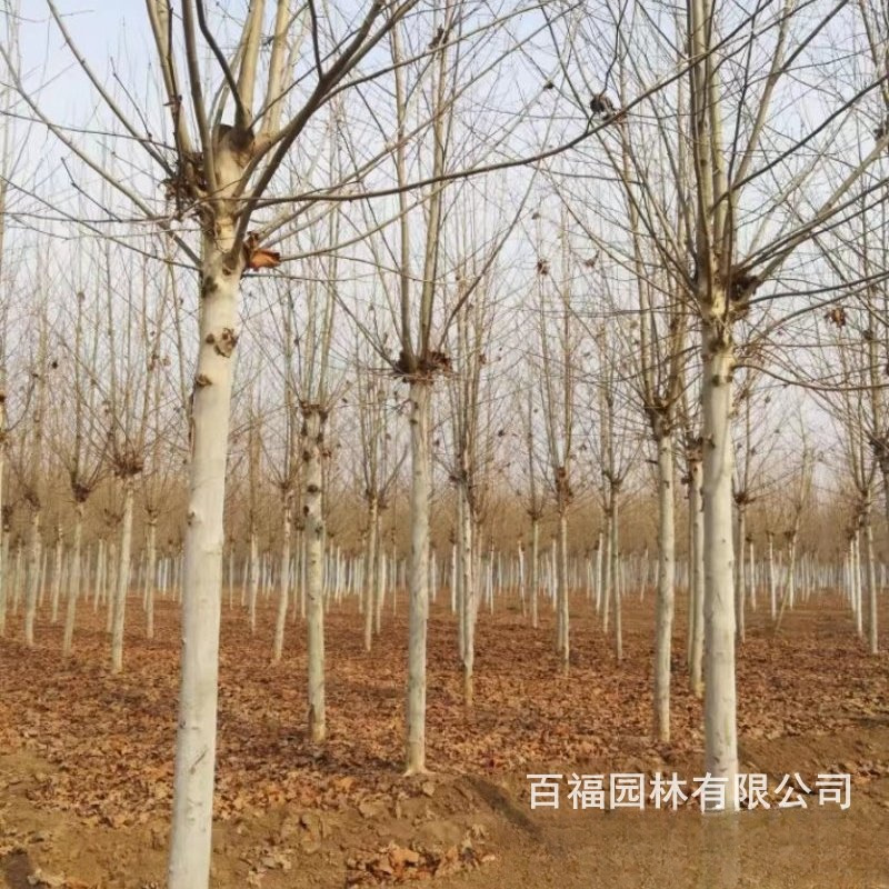 基地批发 法桐 大树 苗圃价格 杆直悬铃木 法国梧桐 行道树-阿里巴巴