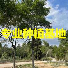 㽭ȫڼtƤŃr ؑcС~Żl MşoС~