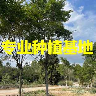 Zhejiang Quanguan Red-Skinned Banyan Price Chongqing Small-Leaf Banyan Base Wholesale Jiangxi Gannan Banyan Handleless Small-Leaf Banyan