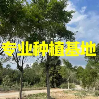 浙江全冠红皮榕价格 重庆小叶榕基地批发 江西赣南榕无柄小叶榕