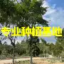 江西浙江红皮无柄小叶榕