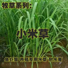小米草种籽水草鱼虾蟹牧草籽耐水淹猪牛羊四季牧草种子
