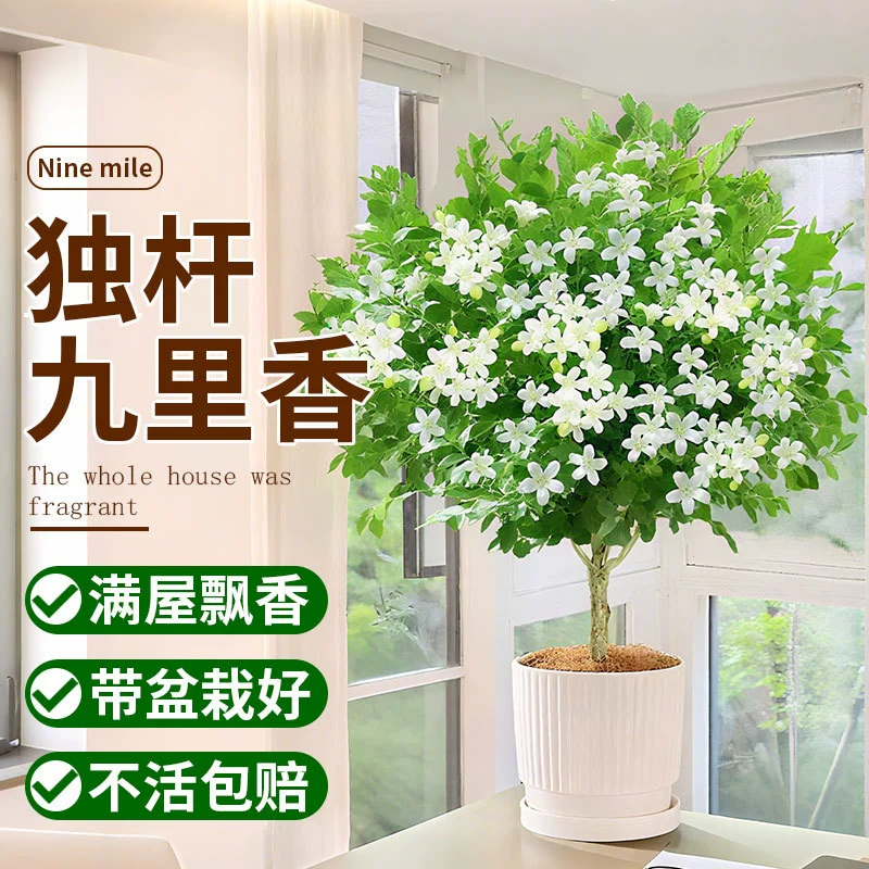 Старый сучок Синаморолла в горшке с цветочными бутонами, зеленое растение для внутреннего и наружного балкона, растение с сильным ароматом, легкое в уходе для всесезонного бонсай.