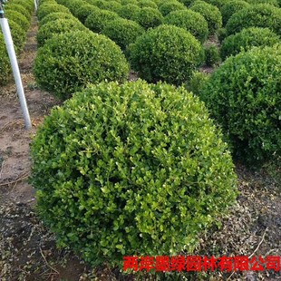 ���~�S���� ���NҎ�� ���׶��� �t���^ľ ��ɭŮؑ ��߅�S��