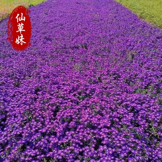 荷兰菊盆栽苗 紫菀 耐寒宿根花卉花海小区公园绿化耐旱