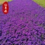 小区花海耐寒绿化荷兰菊