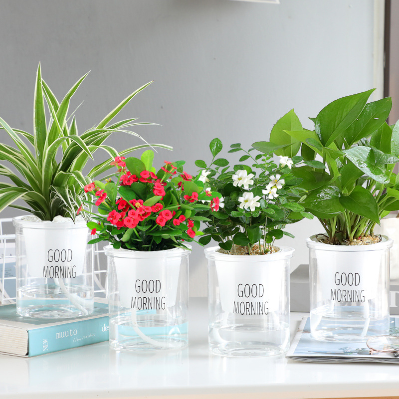 [화초 4화분] 구리향 + 철베고니아 + 청무 + 거미줄 + 무료비료