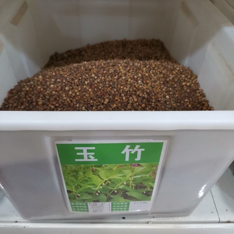 药材玉竹种子 萎地管子尾参铃铛菜 药食同源滋补 黄精玉竹种子