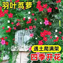 羽叶茑萝花种子四季播种开花庭院室外内盆栽爬藤攀援植物花种籽子