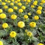 青州南非盆栽庭院菊花苗