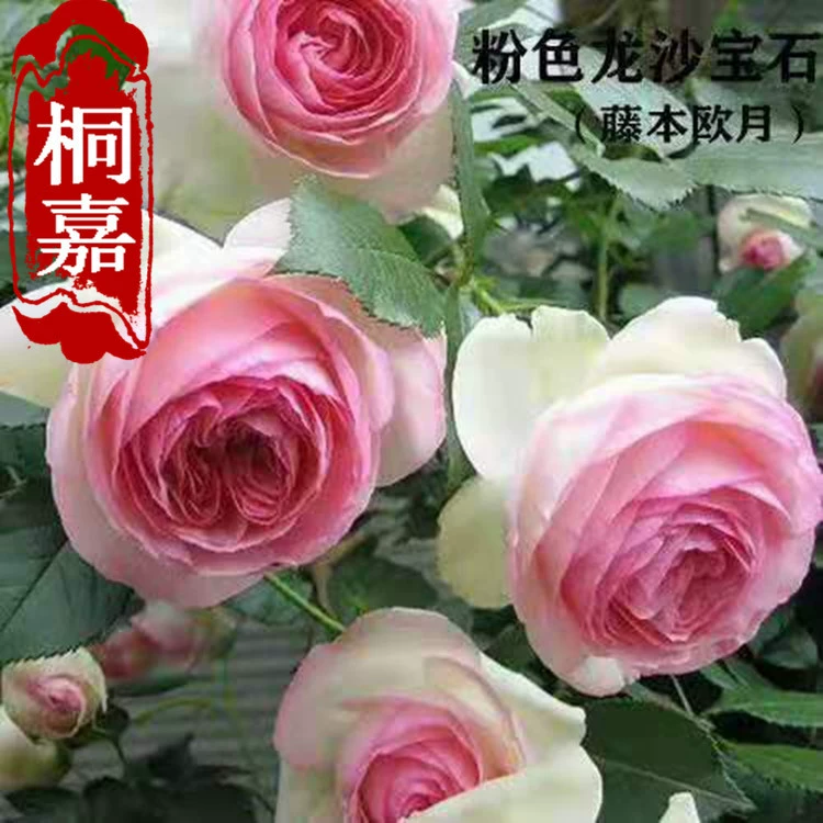 Виноградарная Роза Ou Moon Rose альпинистская Роза Виноградарская лоза Цветочное всесезонное цветение Морозостойкий термостойкий