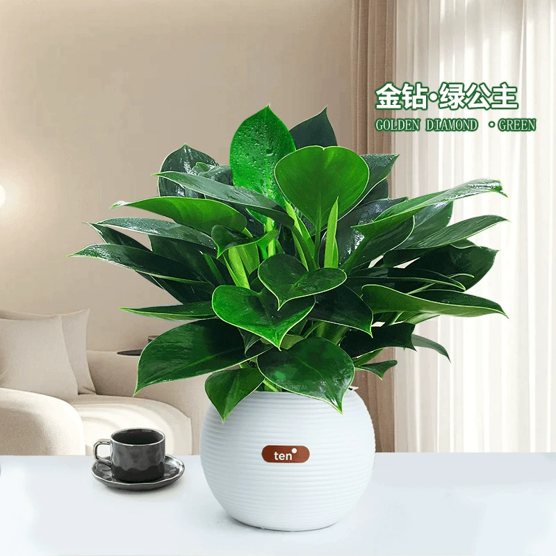 Большолистный золотой алмазный потос принцесса комнатное настольное интересное свежее зеленое растение в горшке легкое в уходе цветок красивое растение