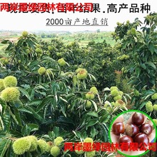 ��������ϱ��������w���������t�ۼ޽ӷNֲ����Y��ˮ�������