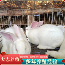 孕兔成年种兔新西兰兔活体大型肉兔新西兰兔繁殖率高新西兰兔苗生