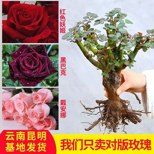 Four-Season Blooming Cold-Resistant Extra-Large Rose Seedlings Potted Flowers Old Stump Fragrant Courtyard Indoor and Outdoor Flowers Rose Rose