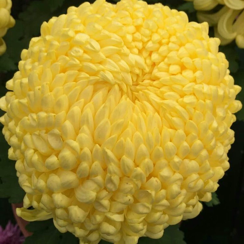 Голландские саженцы хризантем с бутонами, цветущие в любое время года, хризантемы в горшках, комнатные и уличные балконные зеленые растения, цветы, хризантемы для настольного тенниса, осенние хризантемы.