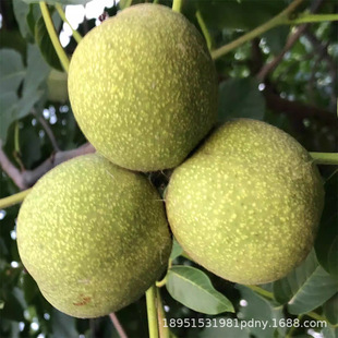 ����������籡Ƥ��Ƥ���Ҙ���޽��|��һ̖�ϱ����Nֲ����Y����