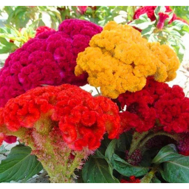 Semillas de flores, semillas de flores.