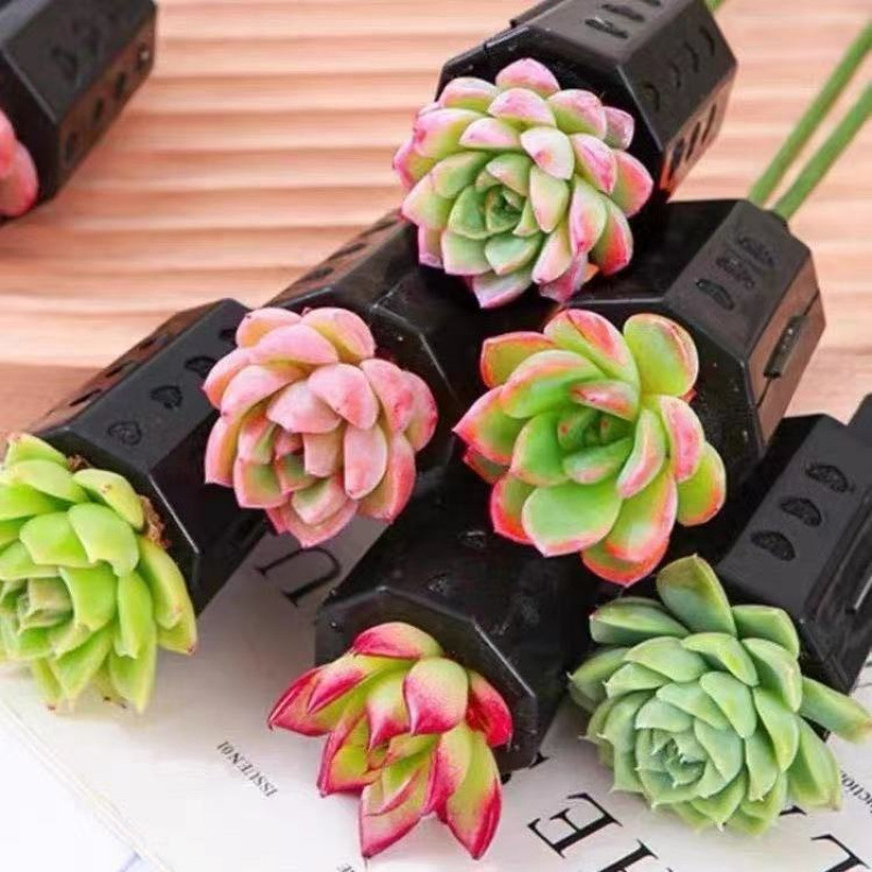 다육이의 최신 핫한 스타일 6팩