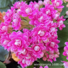 �L�ۻ������ذ�����󻨎����������ļ��҃��_�����B�Ļ���ֲ��