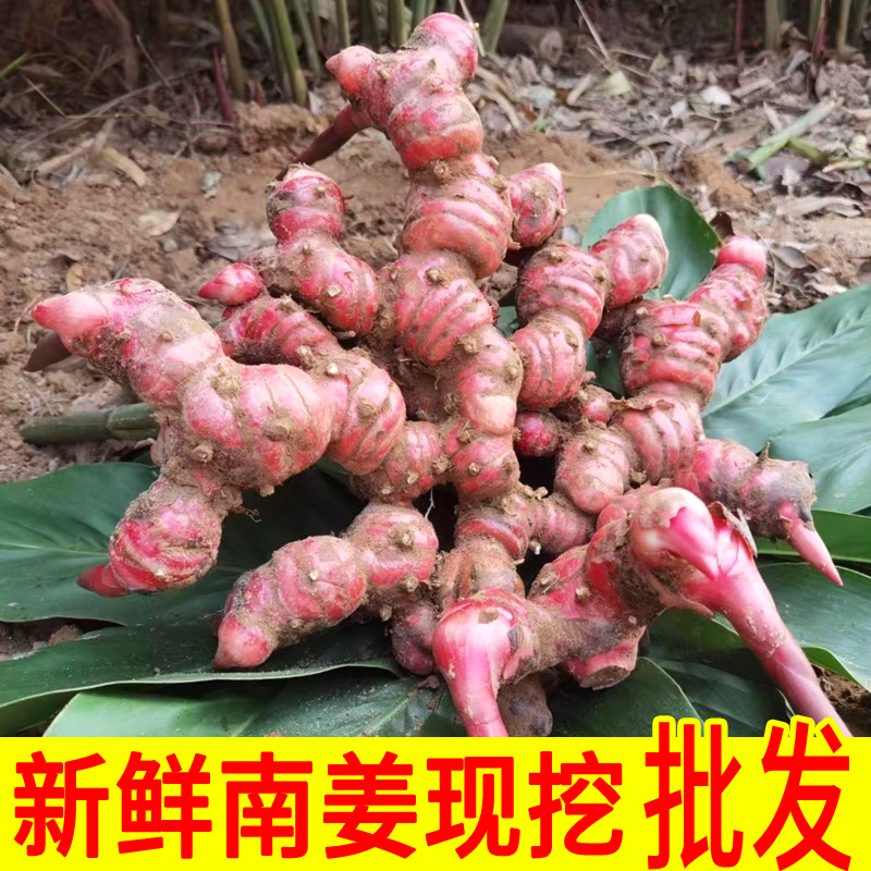 Authentic southern ginger, selected wild mountain ginger, freshly dug beef yang hot pot, braised to remove the smell, remove the smell and enhance the freshness of the seasoning