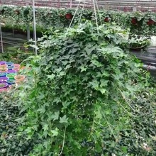 Դˮֲ҃ȿ͏d̨LҒGֲ