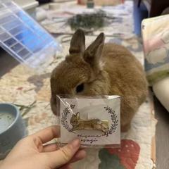 甜妹可爱兔兔发夹甜美少女心刘海夹侧边夹ins百搭新款发饰头饰