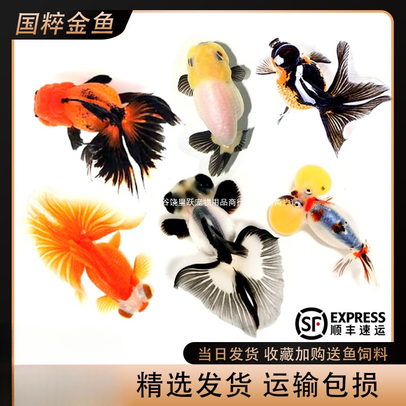 包活金鱼活鱼观赏鱼小型淡水好养冷水鱼鱼苗新手小金鱼兰寿锦跃宠