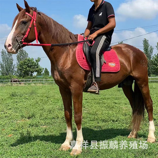 �T���R�r�� �Rƥ�Bֳ�����������R ِ�R���R�R�x�r��Ѫ�R�B�R��