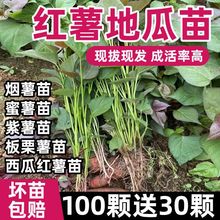 ɽ�|����25̖��t����ع�������������������ϼt�߮a�t���Nֲ��