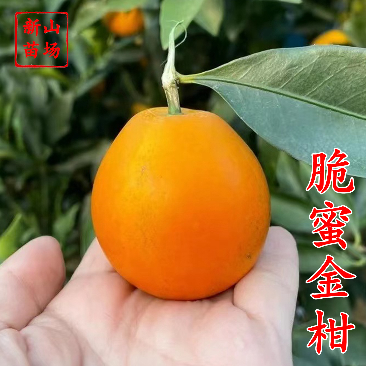 浙江 脆蜜金柑苗 金桔  金桔苗 金弹金蛋金柑树苗