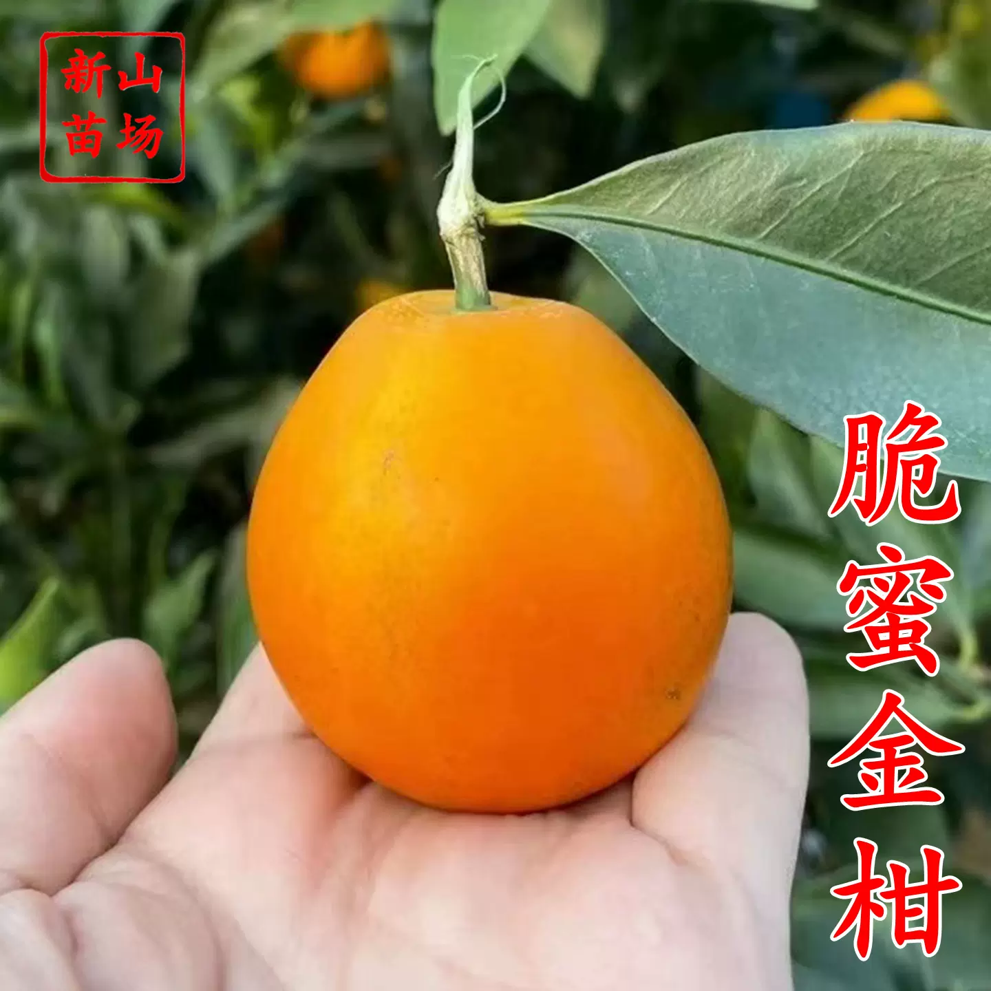 浙江 脆蜜金柑苗 金桔  金桔苗 金弹金蛋金柑树苗