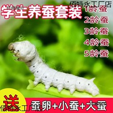 蚕宝宝 学生养蚕套装蚕卵蚕种幼蚕大蚕龄送新鲜桑叶彩色麦麦太保