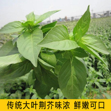 �S�����l68�Nș�ķN�Ӵ��~�G��N��ͥԺ�ļ����N�G���ѻ��N��